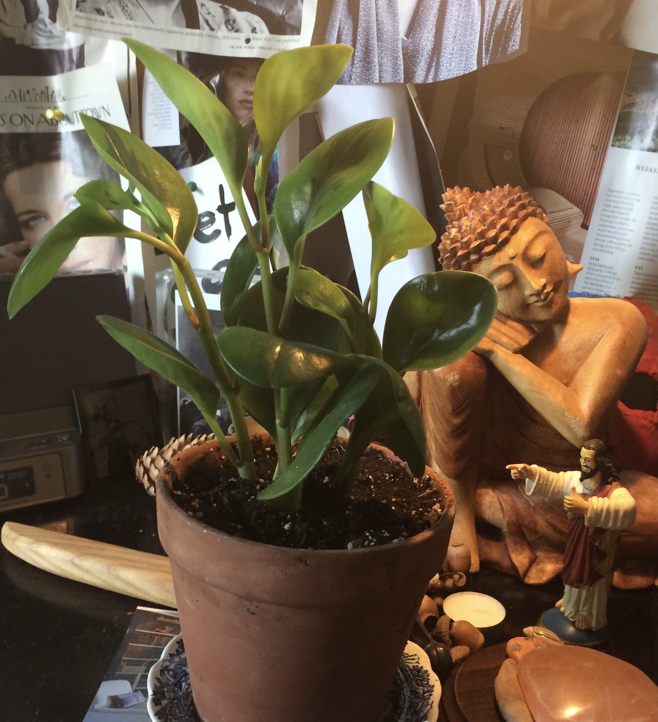 Rubber Plant and Buddy Christ, Buddha.