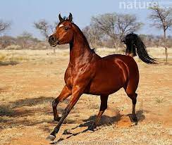 Arabian Horse