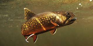 "Once upon a time there were brook trout in the streams in the mountains...