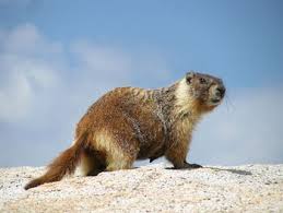 Marmot